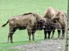Полярный парк - Европейский бизон (© J.E)