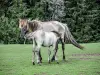 Полярный парк - Лошади Коник Польски (© J.E)
