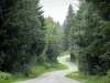 Forêt de la Joux - Sapinière : route bordée d'arbres et notamment de sapins