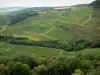 Vignoble jurassien - Champs de vignes et arbres
